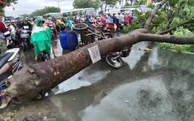 Sài Gòn: Mưa to gió lớn, cây xà cừ đổ trúng người lái xe ba gác