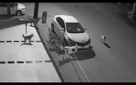 Video bầy chó hoang "cắn hội đồng" một chiếc Toyota Corolla trong đêm