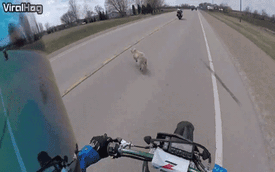 Chú chó chạy sang đường khiến hai biker cùng "ngã ngựa"