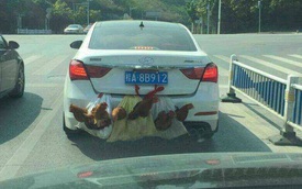 Ô tô biển số "con gà, con vịt": Chuyện không chỉ có ở Việt Nam