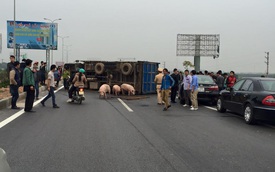 Bắc Ninh: Xe tải chở lợn lật ngang gây ùn tắc giao thông kéo dài