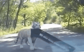 Hổ tấn công ô tô trong công viên