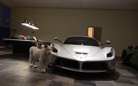 Đại gia Trung Đông nuôi 2 chú hổ trắng trong gara toàn xe "xịn"