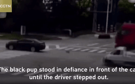 Gây tai nạn cho người phụ nữ, tài xế ô tô bị chú chó chặn đầu