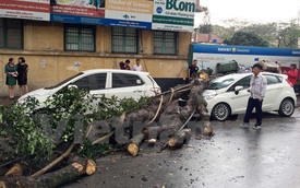 Hà Nội: Gió to làm cây đổ đè bẹp ôtô trên phố Phan Huy Chú
