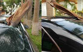 Đỗ xe dưới gốc cây dừa, ô tô gặp phải tai họa ít ai ngờ đến!