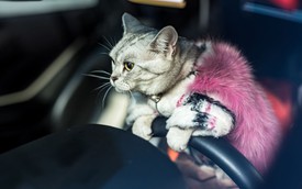 Torako - "cô mèo" có cuộc sống vương giả trên Lamborghini Gallardo