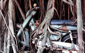 Cây cổ thụ ôm chặt cứng chiếc xe máy suốt 25 năm ở Bình Dương
