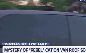 Chú mèo may mắn nhất trong ngày: Ngồi phởn phơ trên nóc xe chạy 100 km/h vẫn không sao