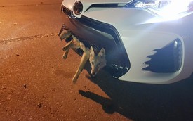 Chó sói mắc kẹt trong lưới tản nhiệt Toyota Corolla, chớp mắt với nữ tài xế khi được cứu sống