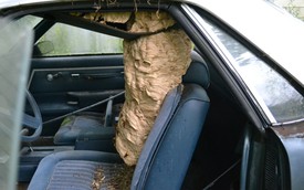Clip: Rùng mình cảnh loại bỏ tổ ong khổng lồ khỏi xe Chevrolet