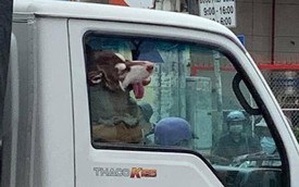 Hình ảnh chú chó say xe, thò đầu qua cửa sổ khiến người đi đường phải ngoái lại nhìn