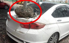 Hình ảnh xe hơi vỡ toác kính, hư hỏng sau trận gió cực lớn ở Sài Gòn được chia sẻ