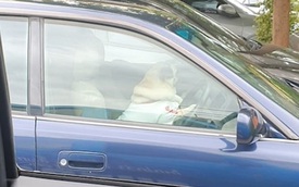 Chó cưng bấm còi xe ô tô giục chủ vì ra ngoài quá lâu