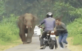 Thấy voi có biểu hiện lạ, hai thanh niên vứt xe máy chạy bán sống bán chết