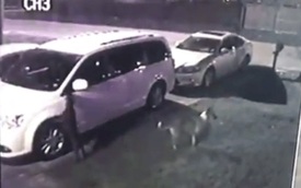 Người phụ nữ "số nhọ' bị chó hoang cào phá ôtô 2 lần liên tiếp