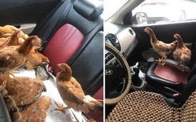 Cả đàn gà được ngồi trong ô tô điều hòa mát lạnh, sự chịu chơi của chủ xe khiến dân mạng kinh ngạc