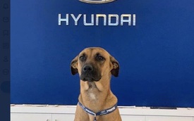 Showroom Hyundai nhận chó hoang vào làm việc, bao ăn ở và thăng chức 2 lần trong 3 tháng