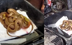 Rùng mình thấy nguyên đàn rắn cuộn tròn trong cốp khi đi sửa xe máy sau đợt mưa lũ ở Quảng Trị