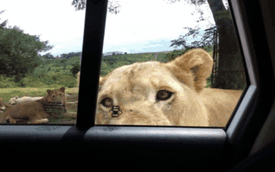 Sư tử dùng răng mở tung cửa ô tô khiến du khách thất kinh