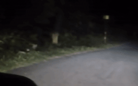 Đi xe máy trong đêm, 2 người đàn ông bất ngờ bị một con vật xồ ra vồ lấy: Kết quả ra sao?