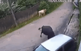 'Sĩ diện' với bò cái, bò đực biến chiếc SUV đỗ bên đường thành 'nạn nhân'