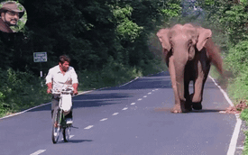 Đang đạp xe, tự nhiên người đàn ông bị voi đuổi chạy mất dép, thì ra đây chính là lý do