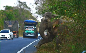Góc ''ăn chặn" có ý thức: Chú voi to vật vã ra hiệu trước cho tài xế đi chậm để xin chút sắn, ăn no nê thì lững thững đi bộ về rừng, tuyệt đối không chiếm lòng đường