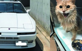 Dứt ruột bán xe cổ để cứu mèo cưng bị bệnh hiểm nghèo, chủ nhân nhận lại bất ngờ từ người mua giấu mặt