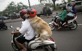 Chó đội mũ bảo hiểm, ngồi sau xe máy như người