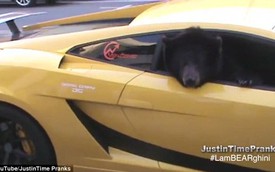 Gấu đi chơi bằng Lamborghini gây tắc nghẽn giao thông