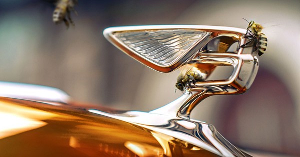Why are car companies racing to keep bees, luxury accommodation, ‘watch’ racing for free?