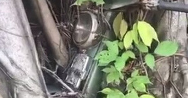 Thực hư "hợp thể" cây cổ thụ ôm chiếc xe máy gần 30 năm ...