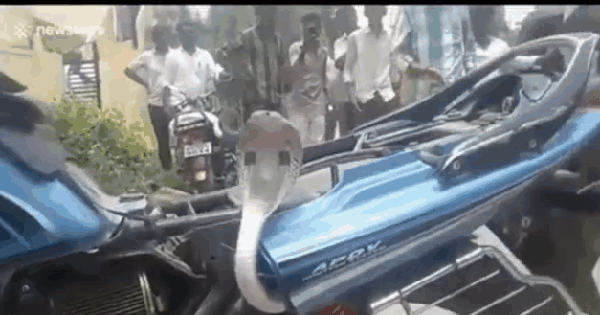 Cobra hides in motorbike, aggressively attacks people