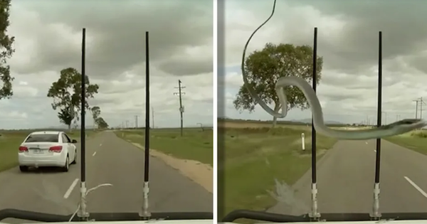 Snake swings on car wipers, startling the driver