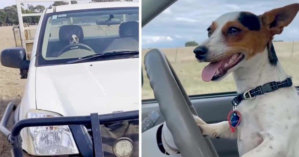 The dog shows off his driving skills, causing a fever